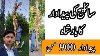 best maize variety for silage and green fodder | Jumbo maize | plant Clinics | Dr. Jamil Shafi
