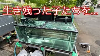 生き残った金魚のために120cm水槽を新たにセッティングします
