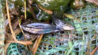 Beautiful catch observe 🐟🌿 aquatic insect in rural frog, shrimp, crab, small fish #survival 