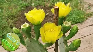 Cactus inflorit - Fruct de cactus 🌼🌼🌼