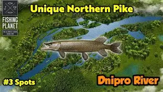 Unique Northern Pike Dnipro River - Fishing Planet