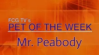 Pet of the Week: October 14, 2024