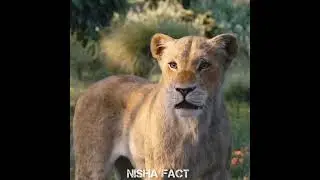 🦁 TitleLittle Lion&rsquo;s Silent Tears | A Sad & Emotional Story That Will Touch Your Heart