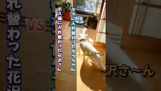 【声ﾏﾈ】＃3タマになったタラちゃん花沢さんを◯るの巻