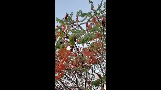Beautiful Red Sumac in Autumn