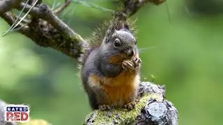 The Best Tree Species for Squirrel Hunting