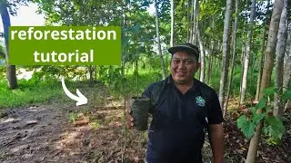 Find a reforestation project with Mongabay's Reforestation.app (Tutorial)