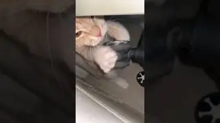 #funny #cat #homeanimals #shorts
