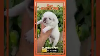 Wrinkly, Short-muzzled Face Rare Snow White Color Exotic PUG Subscribe Channel For More Video's
