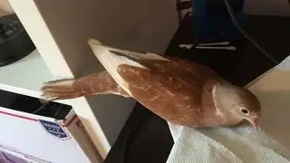 Ringneck Dove gets some LOVE