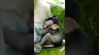 Adorable baby Vesco is growing up well drinking delicious sweet milk. #monkey #life #animals