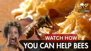 UNCOVER How CLIMATE CHANGE could wipe out half of the world’s bee populations by 2050.