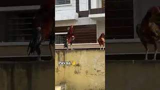 Aseel Murga🐓🐔Subscribe🔔 and like &hearts;️ #aseelmurga #viralshort #rooster #trendingshorts #youtubeshorts