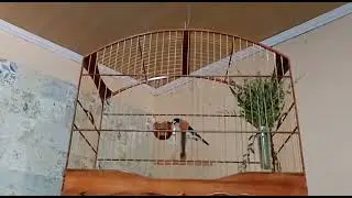 Bigodinho CANTO CLÁSSICO alto e grosso!