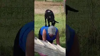 Goat Yoga at Haute Goat Farm, Ontario, Canada