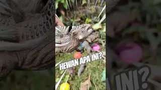 Hunting dinosaurs in the garden #nkadventure #dinousaurus #dinosaurs #garden