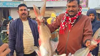 পদ্মা নদীর যে কোনো মাছের জন্য এখনি যোগাযোগ করুন:-01712-293380...