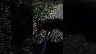 night walking in a forest trap with german shipard