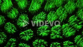 Close up of fluorescent coral polyps filmed at night on tropical coral reef