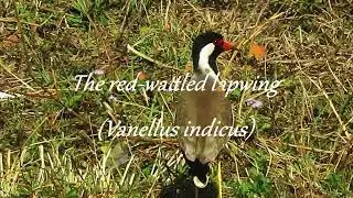Red wattled lapwing (Vanellus indicus), sighting with call     लाल-गले वाला लैपविंग (वेनेलस इंडिकस)