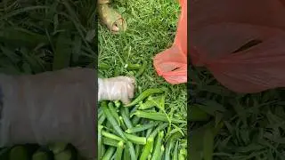 Fresh okra, harvested with care, gathered for home #freshokra #organicfarming #vegetables #itkshorts