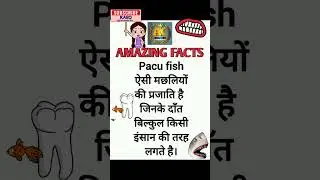 Pacu Fish Fact Amazing Today Competition important #shorts #youtubeshorts #coolvideo #gk #fact