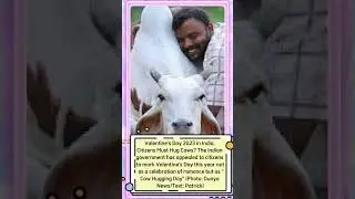 Valentine's Day 2023 in India, Citizens Must Hug Cows? #valentinesday