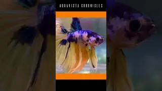 #aquavista #bettafish #betta #fish #aquarium #yellowgalaxy #siambetta