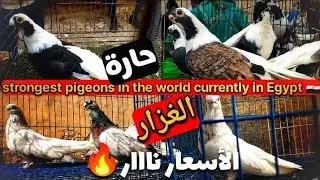 الأسعار ولعت نار في حارة الغزار!🔥🔥🔥 السوق ولع نار! بالسيده عائشه 🔥🇪🇬