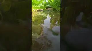 wonderful मूली || Home |farming 😌 😌#short #reels #youtubeshorts #