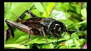 Relaxing Music Cricket Sound Cricket