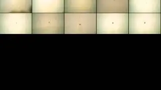 Bug crawling on the wall please retweet