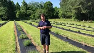 The Field is opening early this year at Lavender Fields Herb Farm