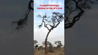 Leopard chasing a monkey on top of a tree