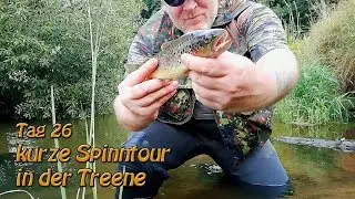 kurze Spinntour in der Treene | Tag 26 | Bachforelle | Barsch | Aland | Hecht | Vlog