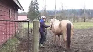 Pasture vs Stable - a study on horse living conditions