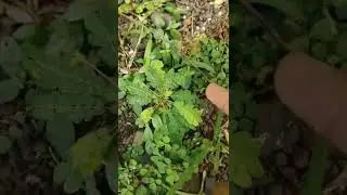 🔥biophytum reinwardtii🔥