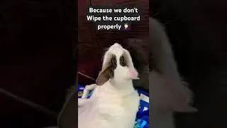 Clean freak 😟 #cat #catshorts #catlovers #catvideo #bollywood #music #song