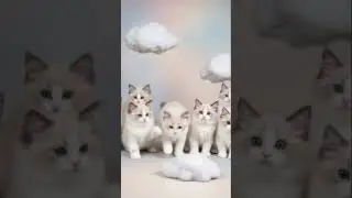 #cute #cat #kitty #kitten #pets  ragdoll kitten looks like a cloud