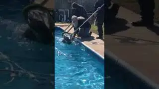 Group of Men Rescue Deer From Swimming Pool - 1103546-2