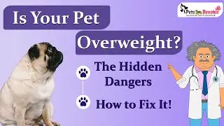 Obesity in Pets Causes, Health Risks, and Prevention Tips.