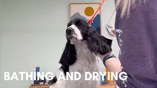 BATHING & DRYING | THE BASICS | DOG GROOMING