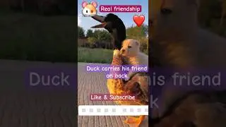 friendship #duck #duckdog #happyduck #cute #shorts