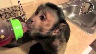 Baby Monkey BRAIN FREEZE!