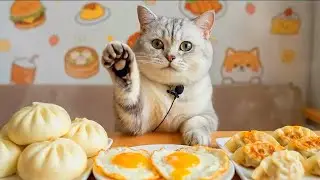 Blogger Cat | Food Blogger Cat | Cat Eating Show | CatEatingShow