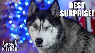Husky Shocked to see Best Friend For Christmas With Gifts!