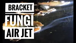 Bracket Fungi: Air Jet (Spore Dispersal) @ Nilgiris || Web Of Life || Nature Vlog by Mahesh Raja