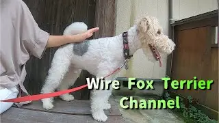 Old spa town and wire fox terrier