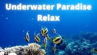 Undersea Relaxing Music 10 minutes | Underwater Relaxing Music Sleep Short Video | #undersea Deep