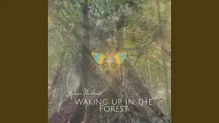 Waking up in the Forest